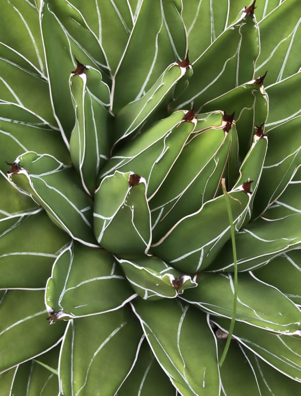 CACTOS NOVE