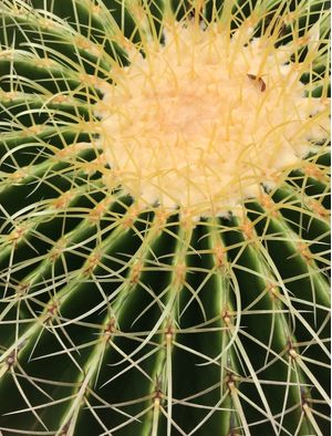 CACTOS DEZ