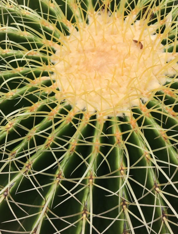 CACTOS DEZ
