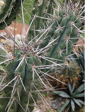 CACTOS SEIS