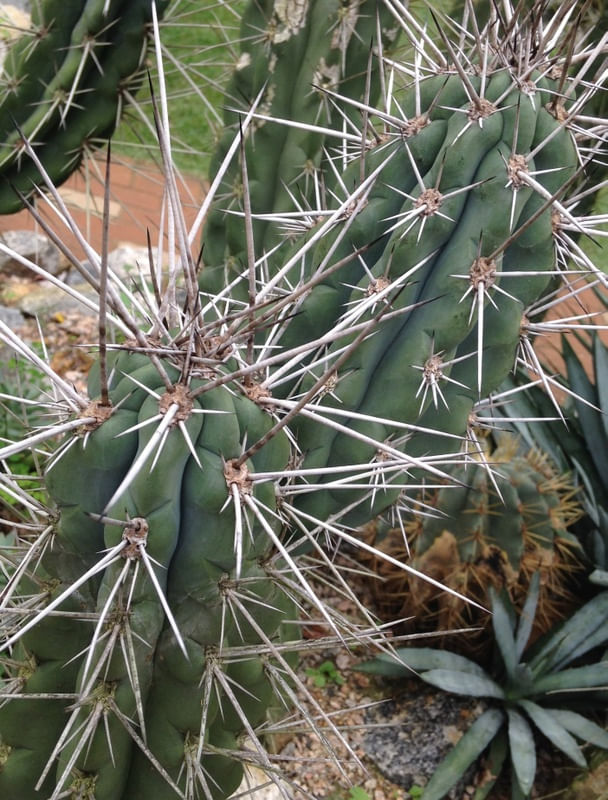 CACTOS SEIS