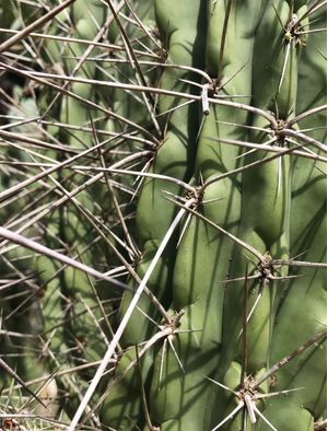 CACTOS DOZE