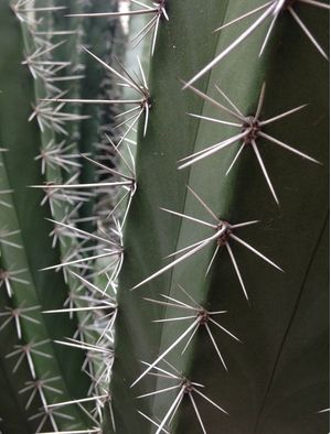 CACTOS TRÊS