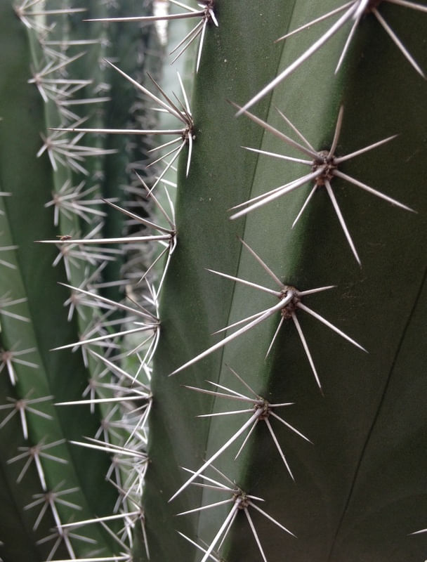 CACTOS TRÊS