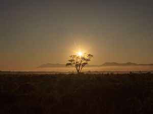 SAVANAS