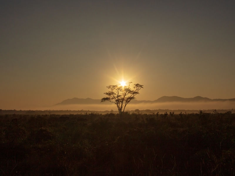 SAVANAS
