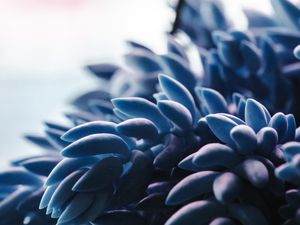 SUCULENTA PENDENTE AZUL