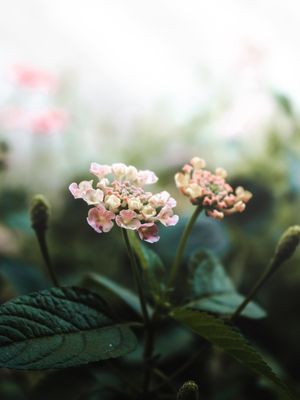 LANTANA