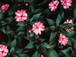 IMPATIENS ROSA