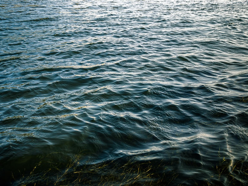 ALGAS E ONDAS