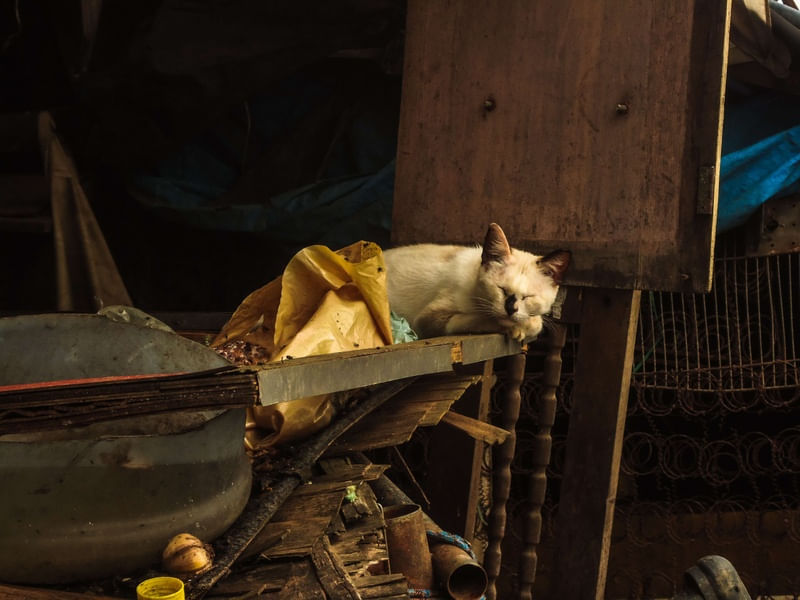 SONO FELINO