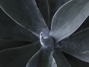 RJ - SUCULENTA