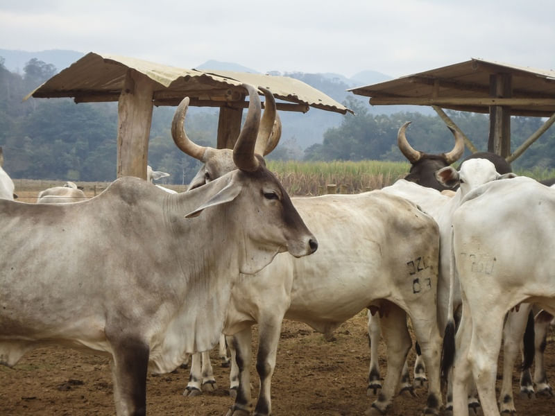 BOIS NA FAZENDA