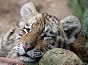 RJ - TIGRE, FILHOTE