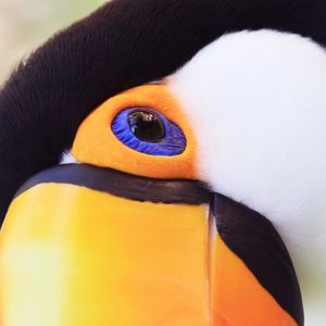 RJ - TUCANO