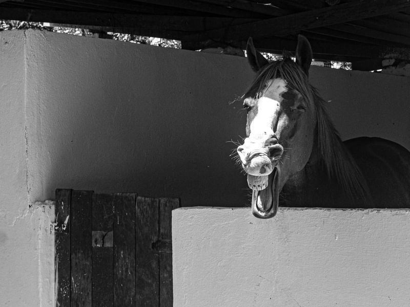 CAVALO SORRI