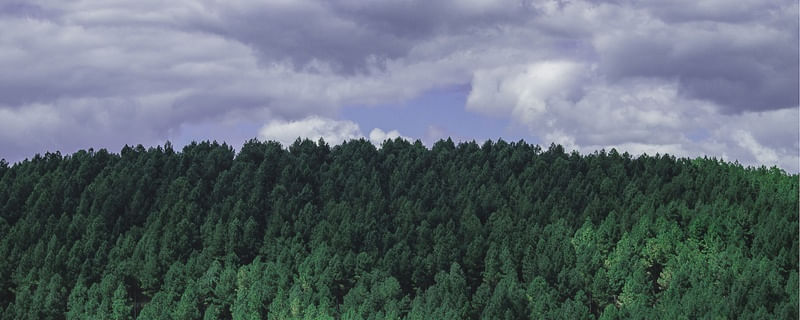 ONDE AS NUVENS E AS ARVORES SE ENCONTRAM