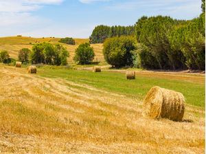 ROLOS DE FENO ESPALHADOS PELO CAMPO