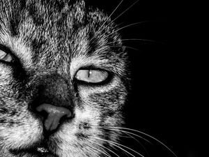 FELINOS CAT