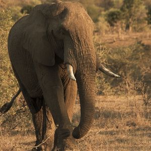ELEPHANT WALK