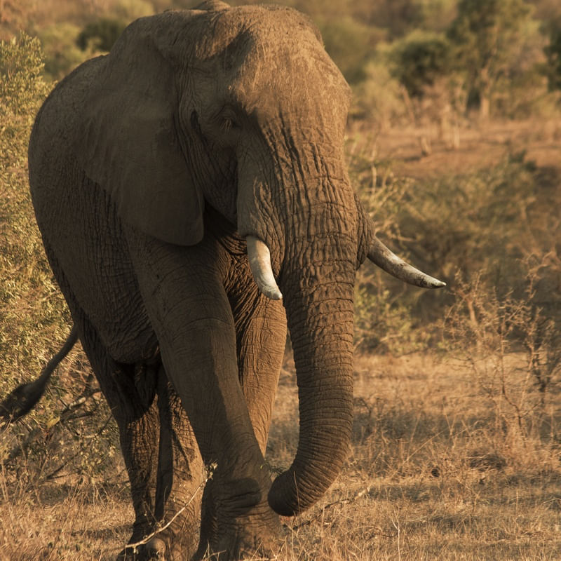 ELEPHANT WALK