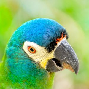 PAPAGAIO AZUL E VERDE