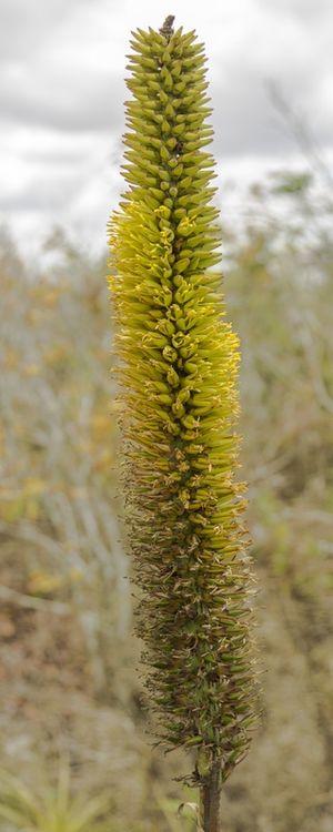 ALOE I