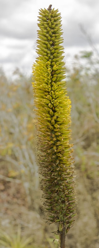 ALOE I