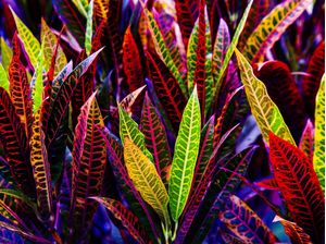CROTON 7