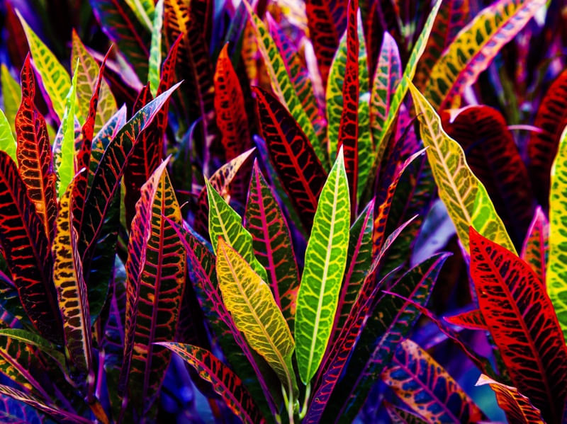 CROTON 7