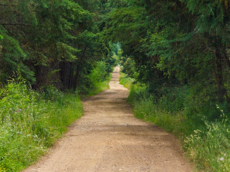 ESTRADA PELO CAMPO COM ÁRVORES E ARBUSTOS