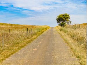 ESTRADA RURAL COM CAMPO E UMA ÁRVORE COM SOMBRA
