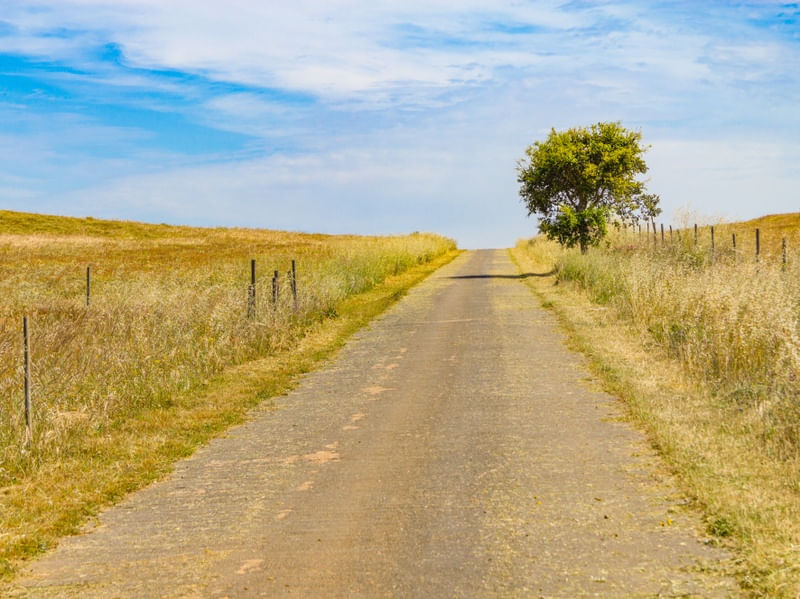 ESTRADA RURAL COM CAMPO E UMA ÁRVORE COM SOMBRA