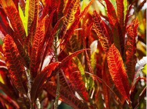 CROTON 10