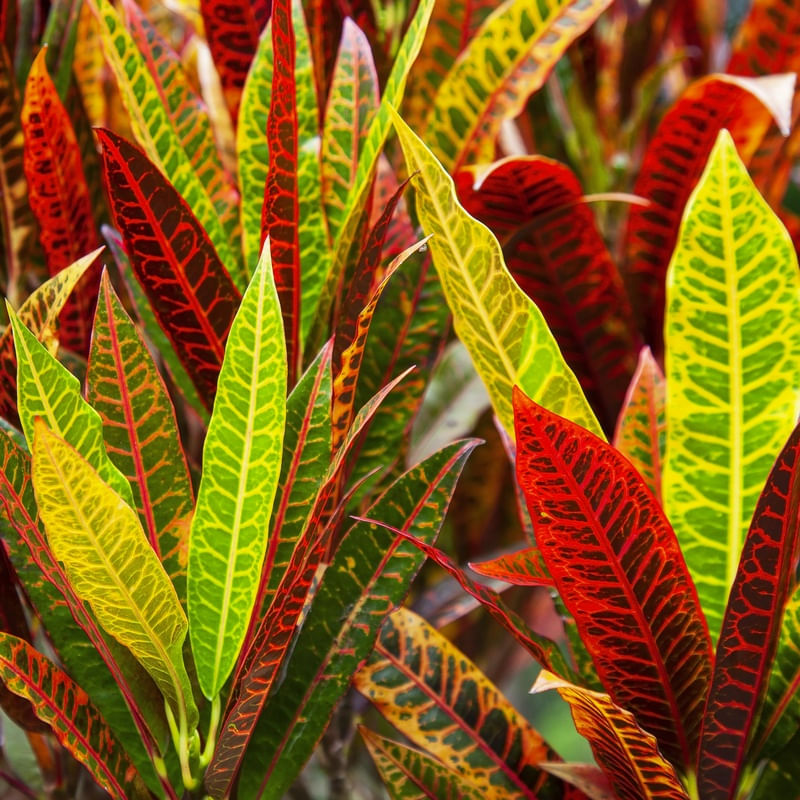 CROTON 4