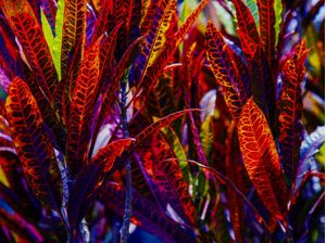 CROTON 11