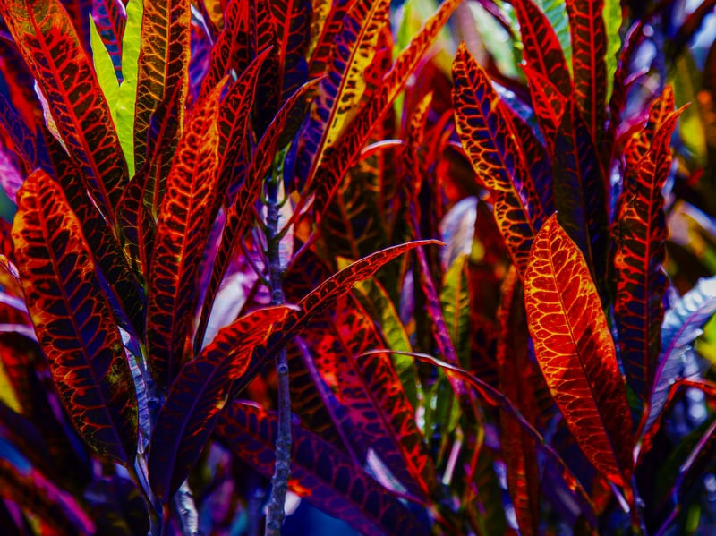 CROTON 11