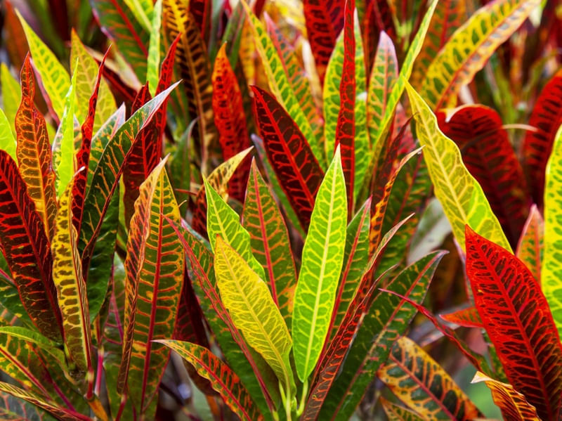 CROTON 6