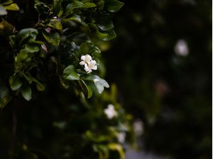 DELICADAS FLORES