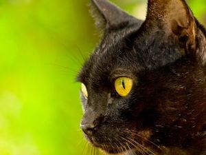 GATO PREDO EM FUNDO NATURAL VERDE