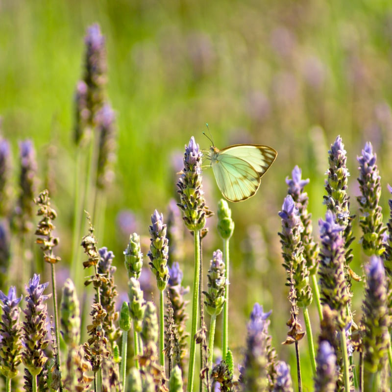 BORBOLETA NO CAMPO DE LAVANDA