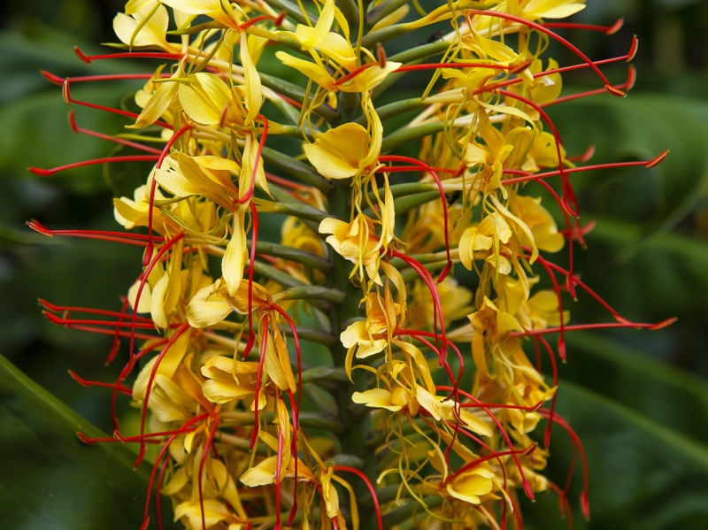 FLOR AMARELA 2022 15