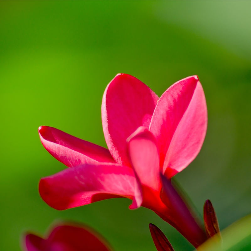 FLOR DE JASMIM (PLUMERIA RUBRA)