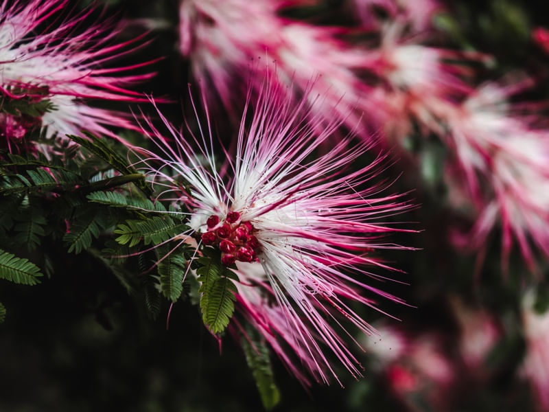 CALLIANDRA BREVIPES
