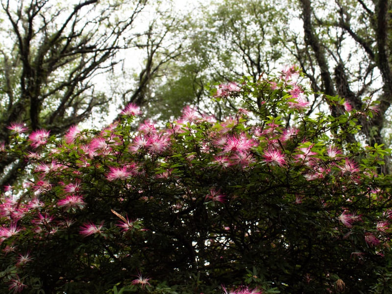 CALLIANDRA BREVIPES COM ARVORES AO FUNDO