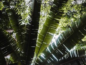 LUZES DA FLORESTA TROPICAL
