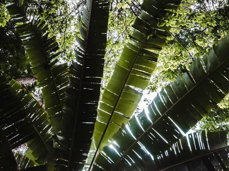 LUZES DA FLORESTA TROPICAL