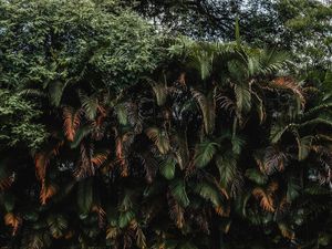 PAREDE TROPICAL