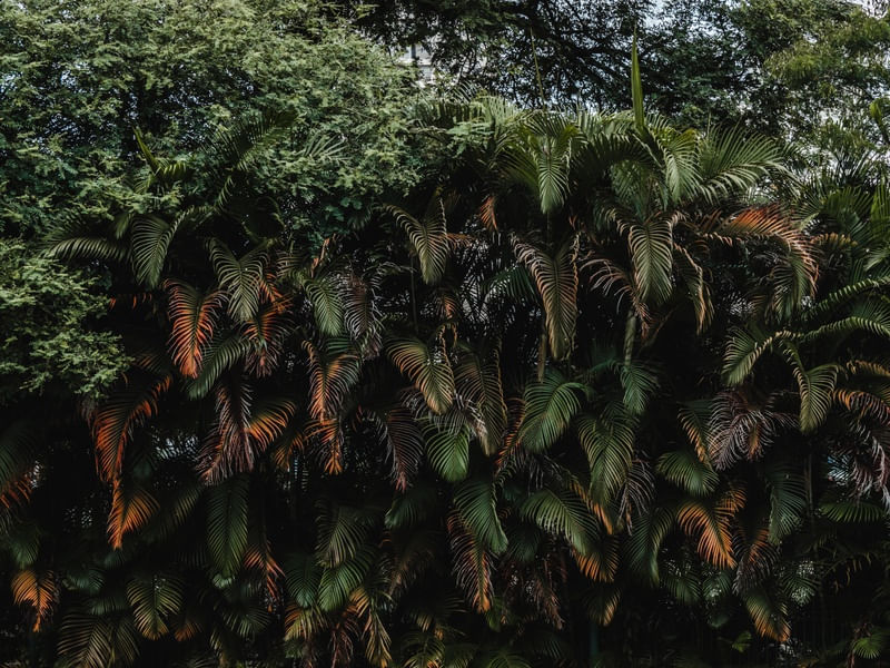 PAREDE TROPICAL