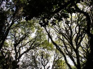ARVORES DA FLORESTA